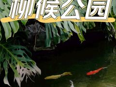 -柳侯公园