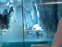 -帝企鹅自助餐厅•儿童岛•真企鹅(长隆企鹅酒店)