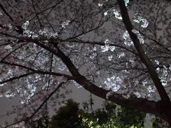 -武汉大学-樱园