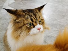 -More Fun猫咖 二十只万元加菲主题