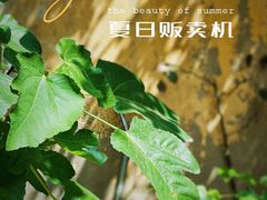 -吴家馄饨