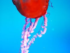 -太平洋海底世界