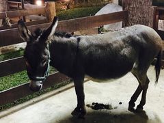 -清迈夜间动物园
