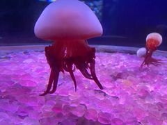 -欢乐海岸海洋奇梦馆