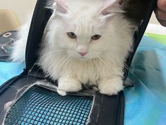 -芭比堂动物医院·CT·微创中心(新顺分院)