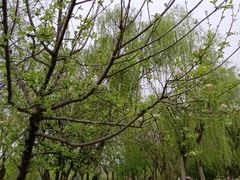 -大明宫国家遗址公园·御道广场