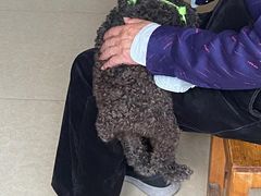 -爱侣宠医·鹦鹉专科·小型哺乳类·异宠专科(灵石路店)