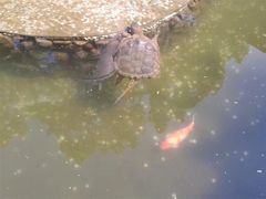 -宁波溪口古镇-民国大杂院