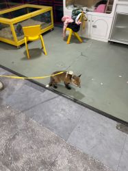 -神奇动物撸宠馆·羊驼·小浣熊·异宠(豫园店)