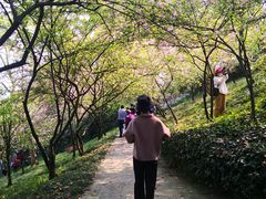 -南山植物园