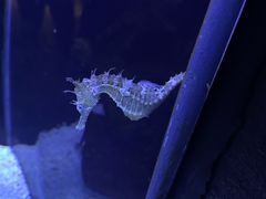 -上海海洋水族馆