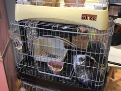 -藦茜花园宠物主题亲子互动体验馆(国顺东路店)