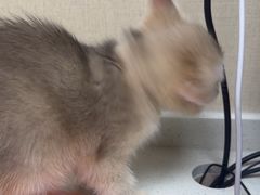 -安安宠医宠物医院·异宠·犬猫内科(岳阳分院)