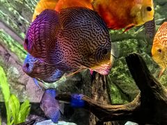 -上海海洋水族馆