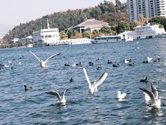 -大理洱海