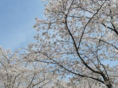 -顾村公园