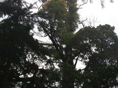 -青岛崂山太清宫