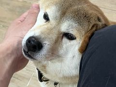 -李小姐の猫咖啡馆(五角场店)