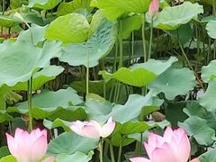 -荔湾湖公园