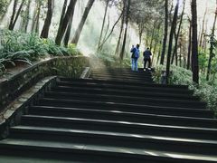 -铁山坪森林公园