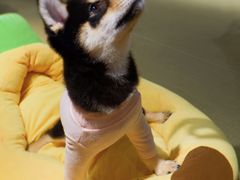 -逗柴咖啡屋·狗咖猫咖宠物桌游