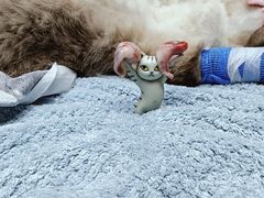 -博特宠物医院24h犬猫全科.骨科·异宠