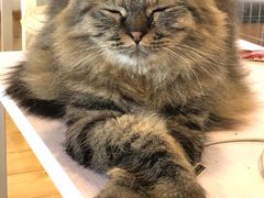 -Cappucimeow猫咪咖啡馆(韦伯时代店)