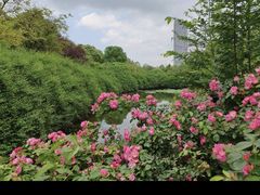 -成都南湖公园