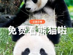 -都江堰中华大熊猫苑