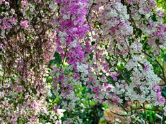 -深圳国际园林花卉博览园