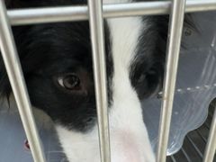 -宠福鑫康馨动物医院·骨科·眼科