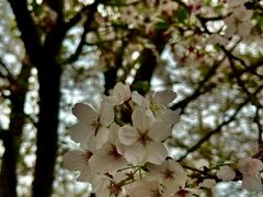 -天王浮山樱花园