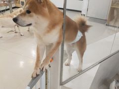 -共舞时光猫咖·狗咖(新街口店)