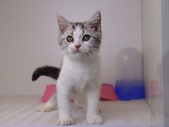 -lincat·猫舍(广州店)