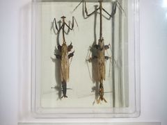 -上海昆虫博物馆