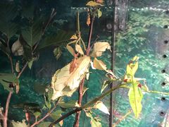 -上海大自然野生昆虫馆(东方明珠·爬宠昆虫探索中心)
