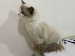 -艾贝尔宠物医院·24H转诊中心·肿瘤猫专科(江宁双龙店)