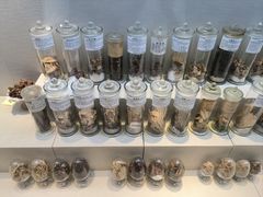 -广东中医药博物馆