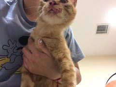 -艾贝尔宠物医院·24H转诊中心·肿瘤猫专科(江宁双龙店)