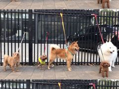 -景田北六街公园宠物主题园