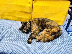 -Sirena海妖日咖夜酒