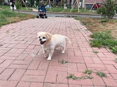 -派美特宠物医院·核磁CT·骨科肿瘤·疑难转诊(沈农禾丰店)