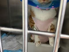-伟伟宠物医院·CT影像中心·瑞派犬猫综合性门诊(汉口总院)