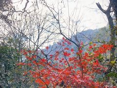 -桃花岭景区