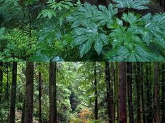 -山王坪喀斯特国家生态公园