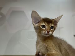 -青奢宠物·青奢猫舍