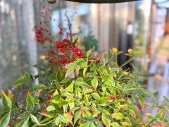 -川旺角川粤融合菜•海景餐厅(星海广场店)