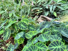 -昆明植物园