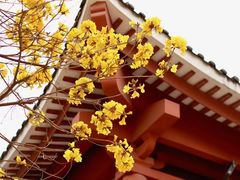 -光孝寺