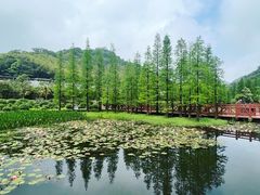-广州市石门国家森林公园